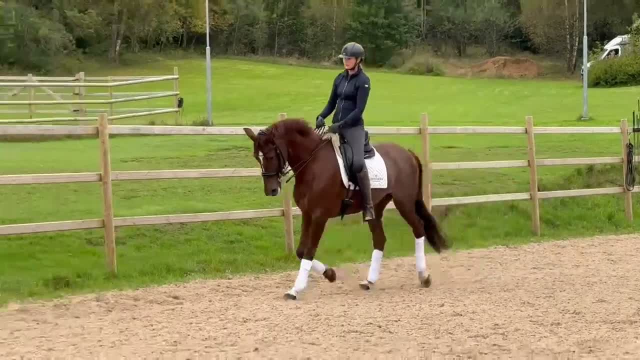 Dressyr hästar till salu: Välstammat sto med potential  - Video 1