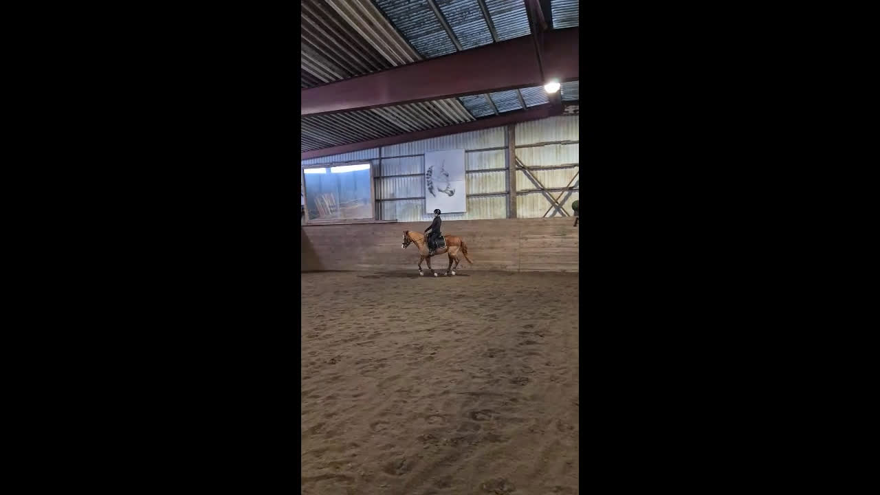 Allround hästar till salu: Bästa ponnyn Gunnar söker ny kompis i Vätö - Video 1