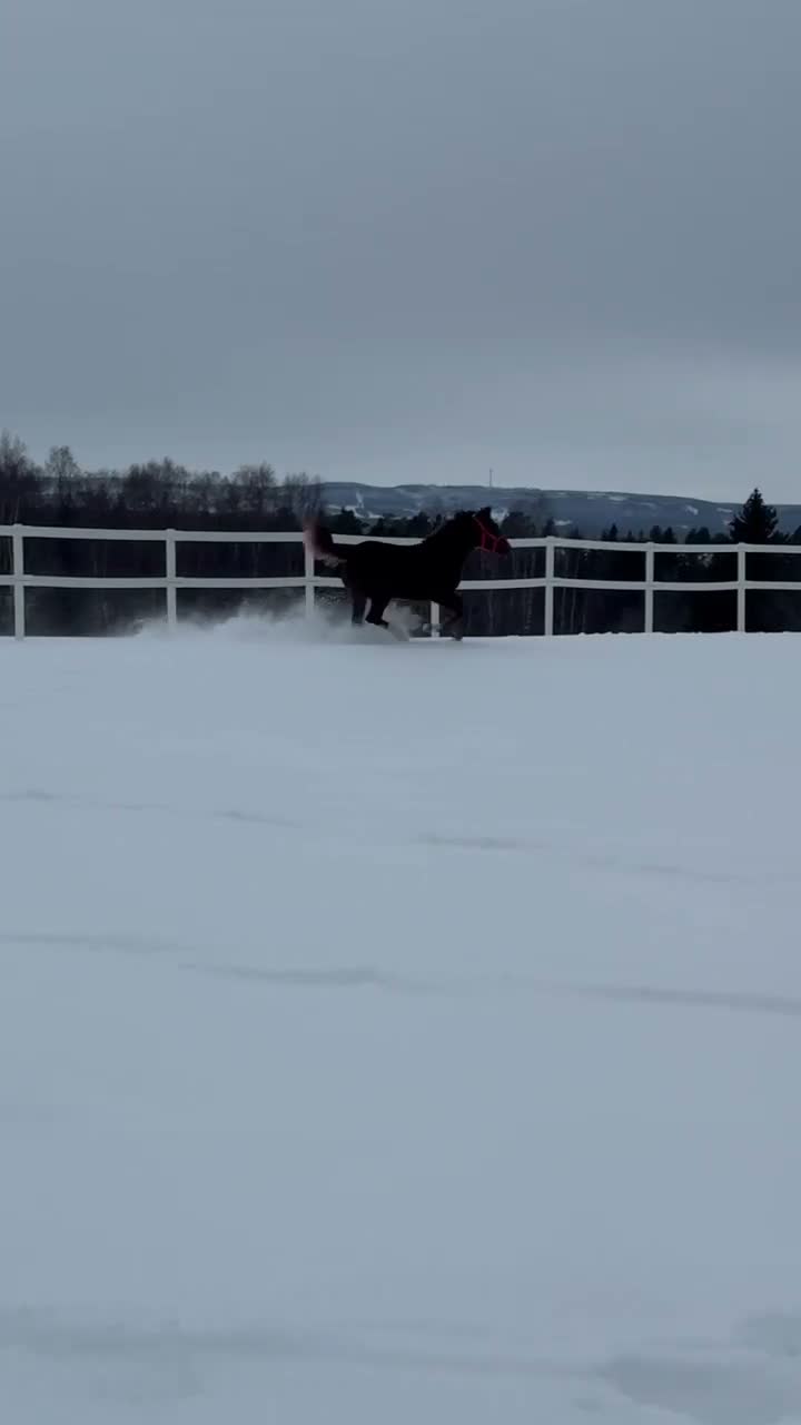 Hoppning hästar till salu: ⭐️ Vacker hingst för sporten ⭐️ - Video 1