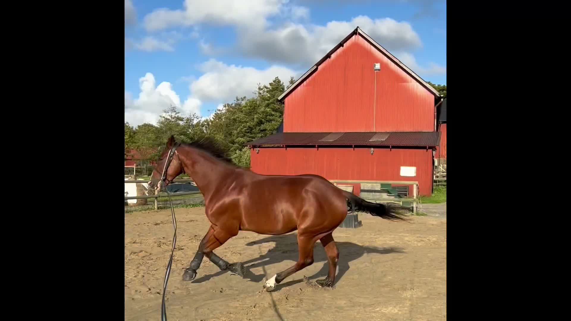  medryttarhäst finnes: Medryttare sökes till 8-årig ridtravare i Säve - Video 2