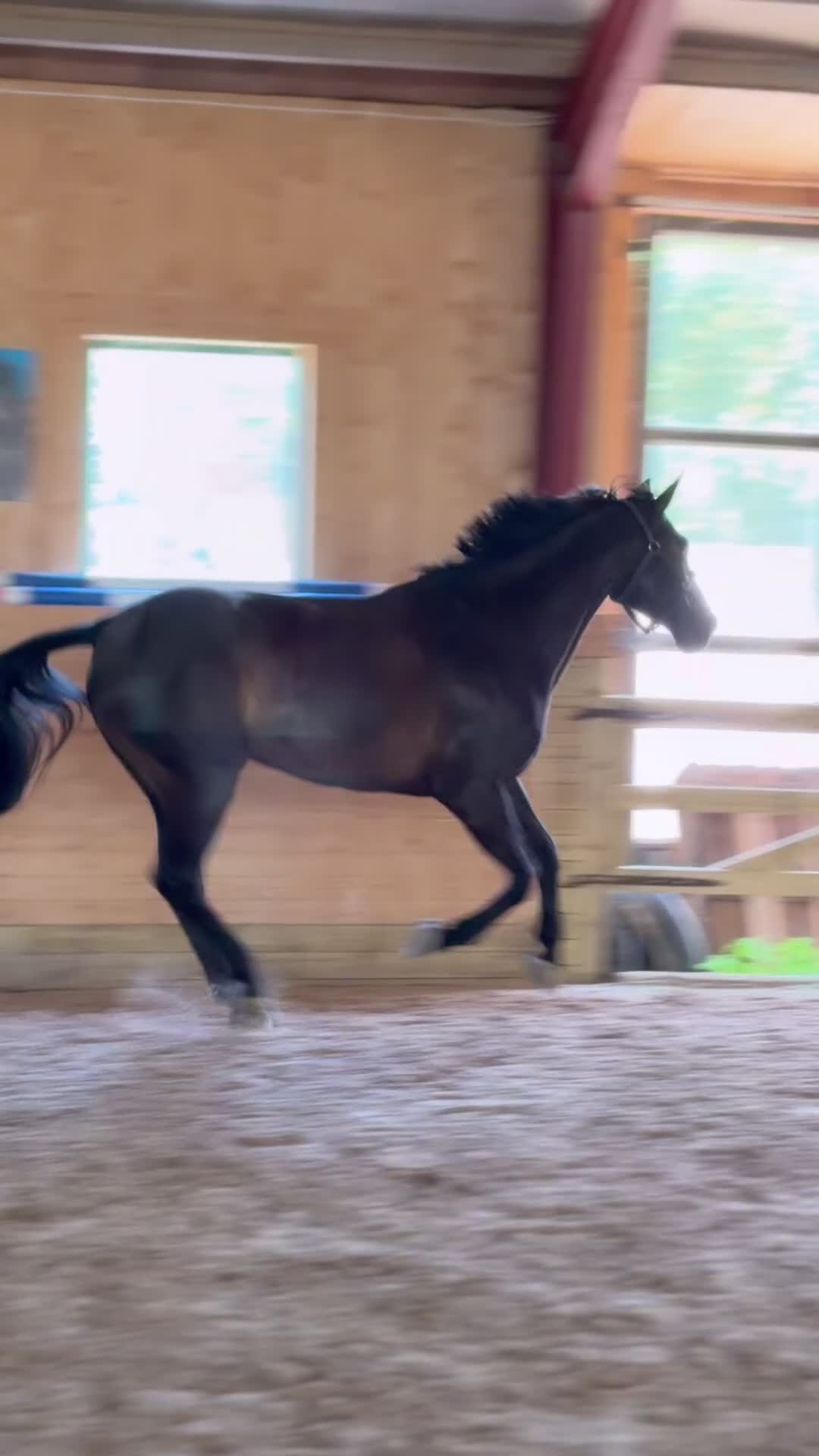 Allround hästar till salu: Hoppinriktad häst till gott & långvarigt hem  - Video 3