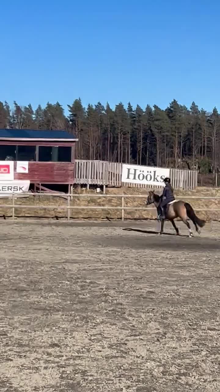 Allround hästar till salu: Ponny med stor potential - Video 3