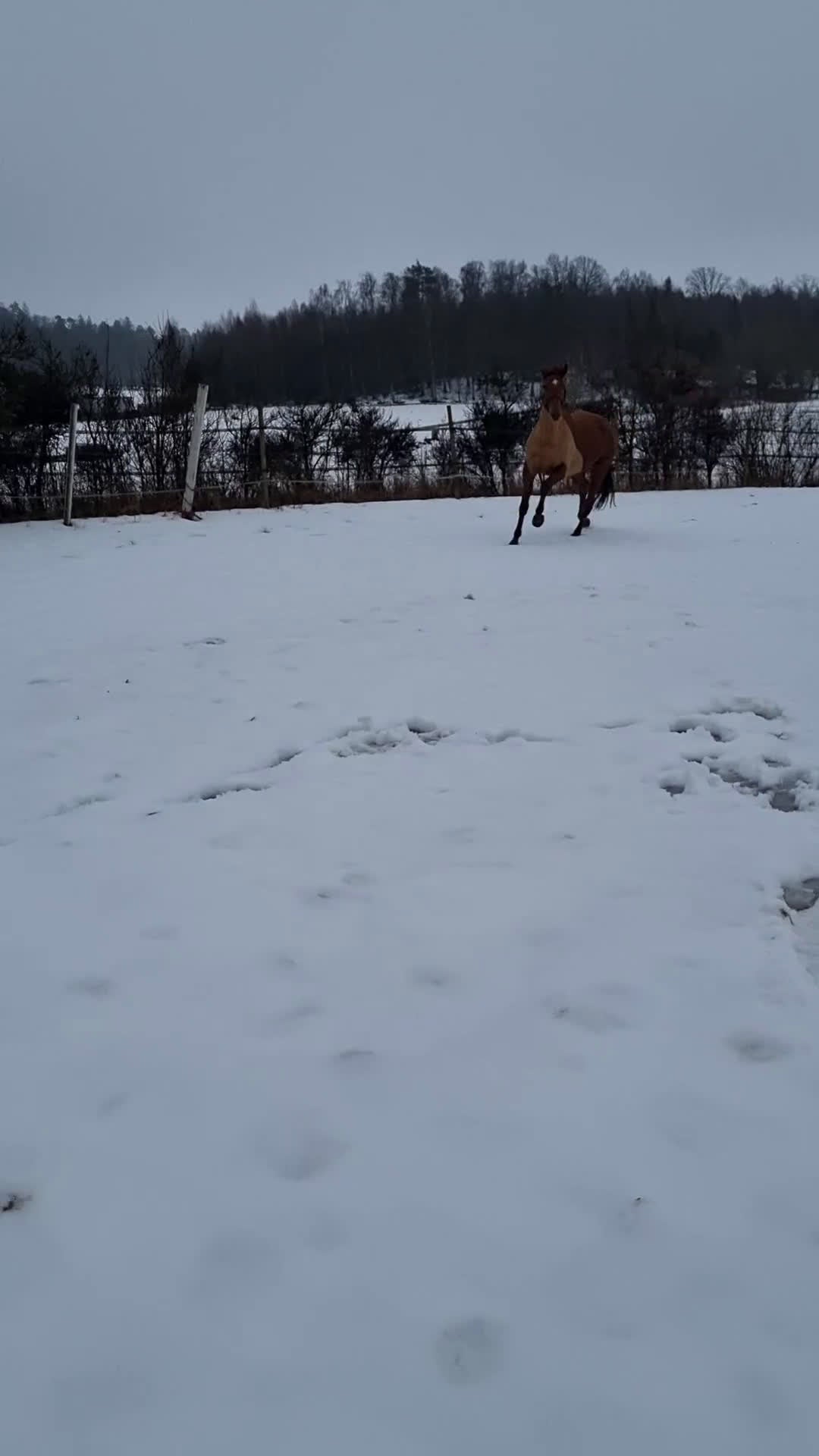 Dressyr hästar till salu: Superhäst söker ryttare - Video 2