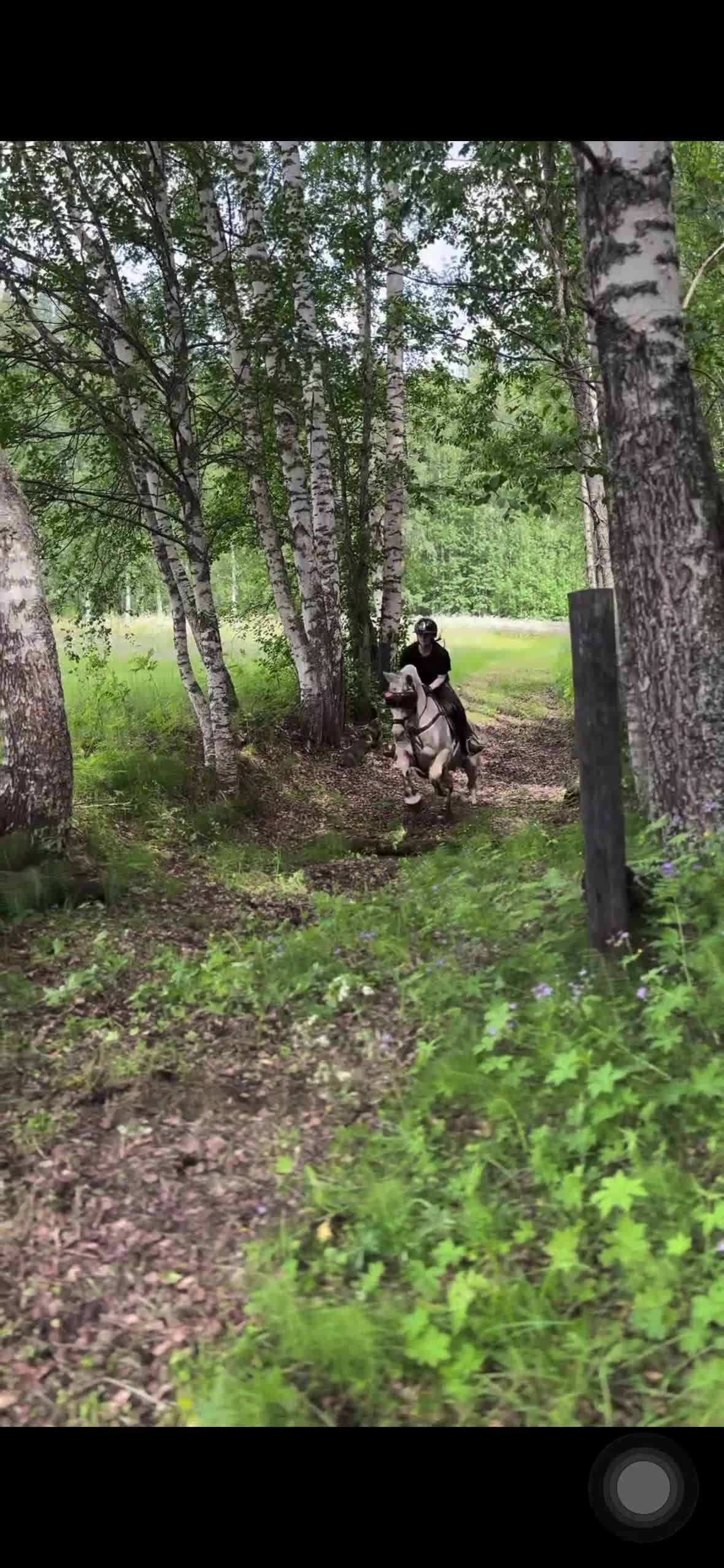 Allround hästar till salu: Fantastisk D-ponny i Sundsvall - Video 3