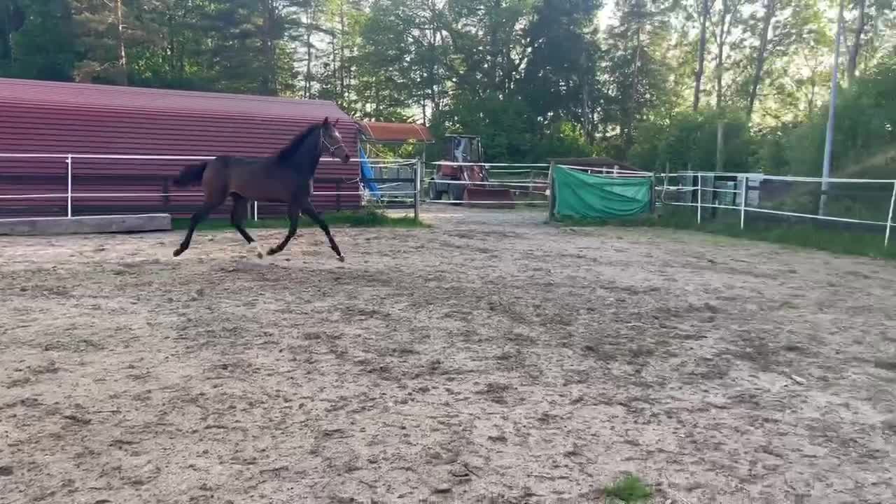 Dressyr hästar till salu: Unghäst för sporten! - Video 1