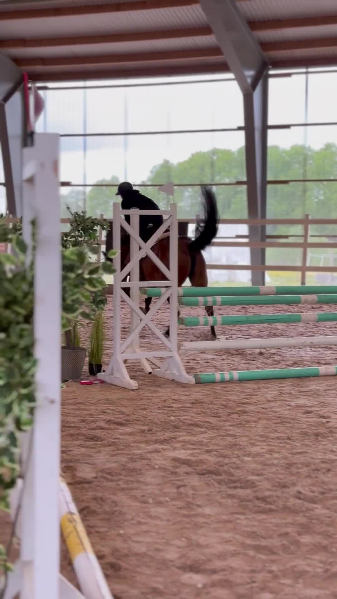 Hoppning hästar till salu: Fin 4-åring  - Video 1