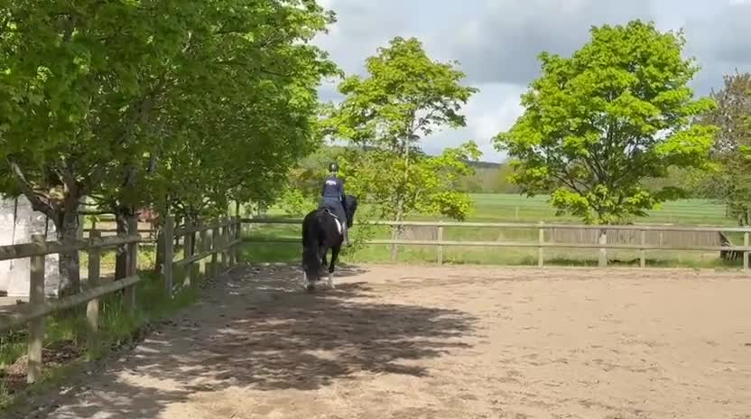 Dressyr hästar till salu: 4 åring diplomvalack  i Torna-hällestad - Video 1