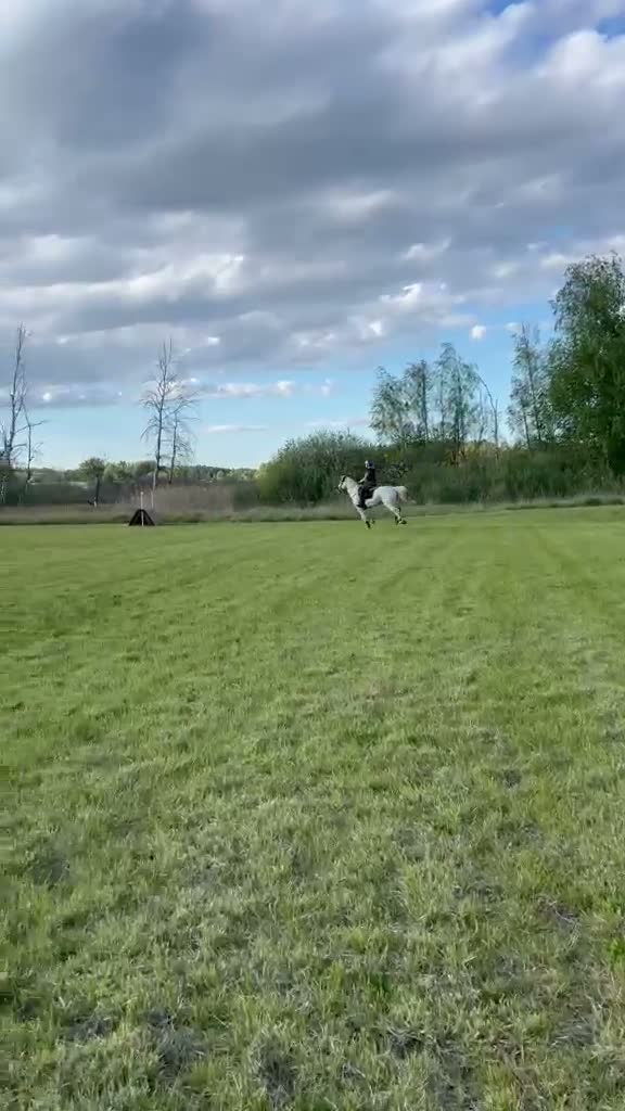 Allround hästar till salu: Maxad D-ponny med hjärtat på rätt plats! 🐴💛 i Vallentuna - Video 3