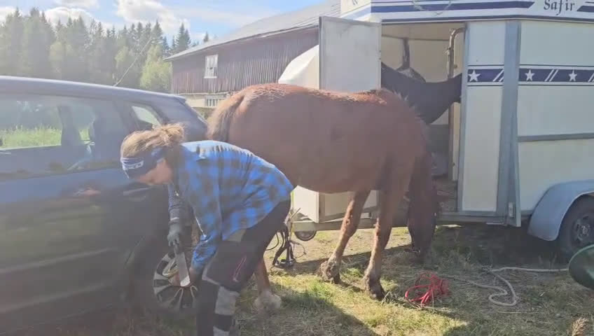 Allround hästar till salu: Am. curly-baskjir, valack i Lövånger - Video 4