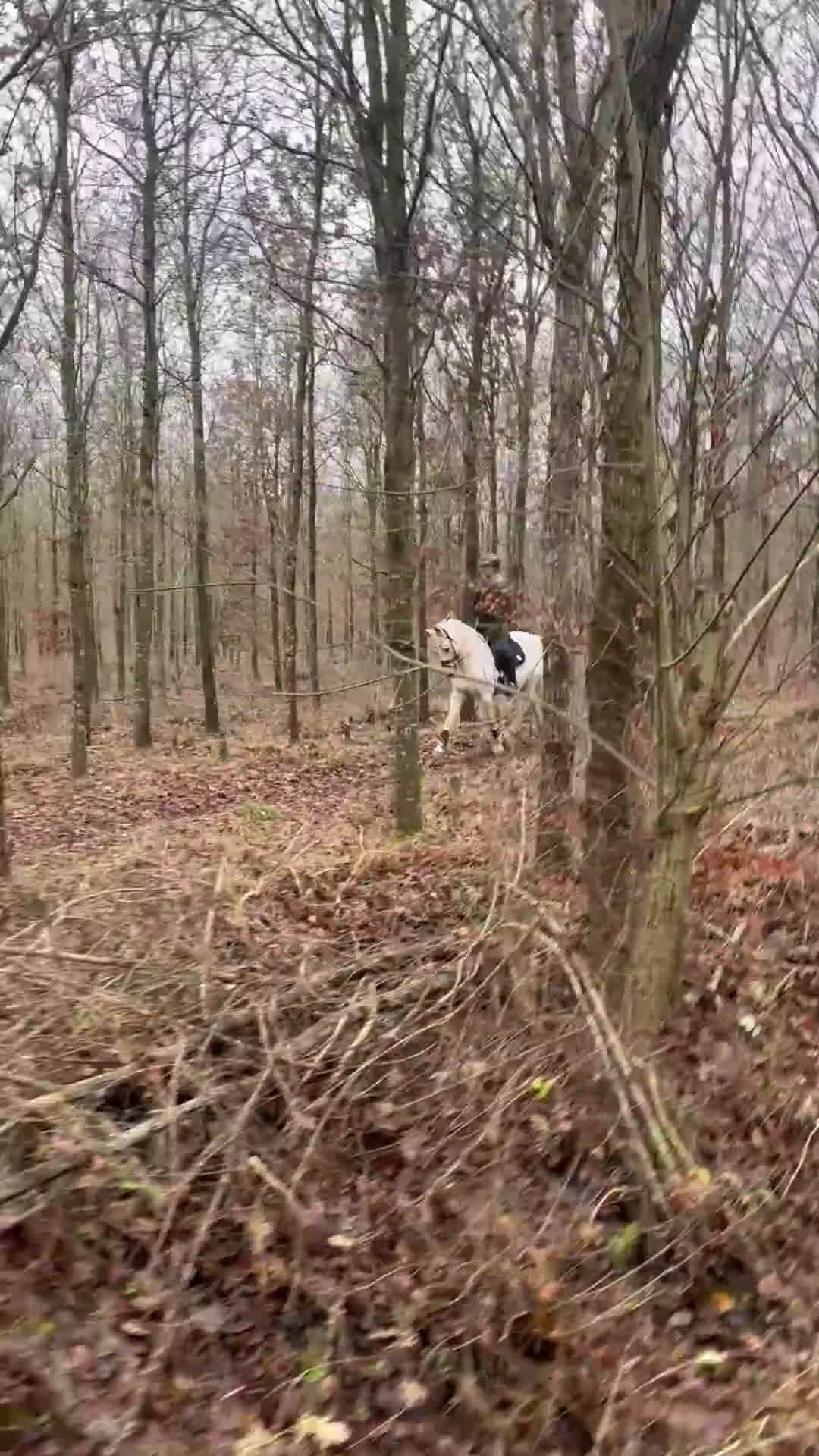 Dressyr hästar till salu: Fantastisk dressyrponny säljes! - Video 1