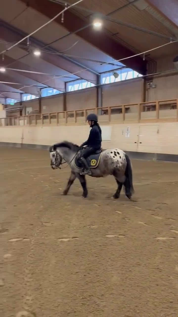 Allround hästar till salu: Pigg ponny - Video 1