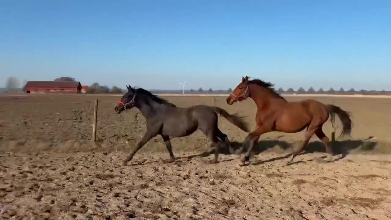 Dressyr hästar till salu: Fint sto efter Aideean är till salu - Video 1