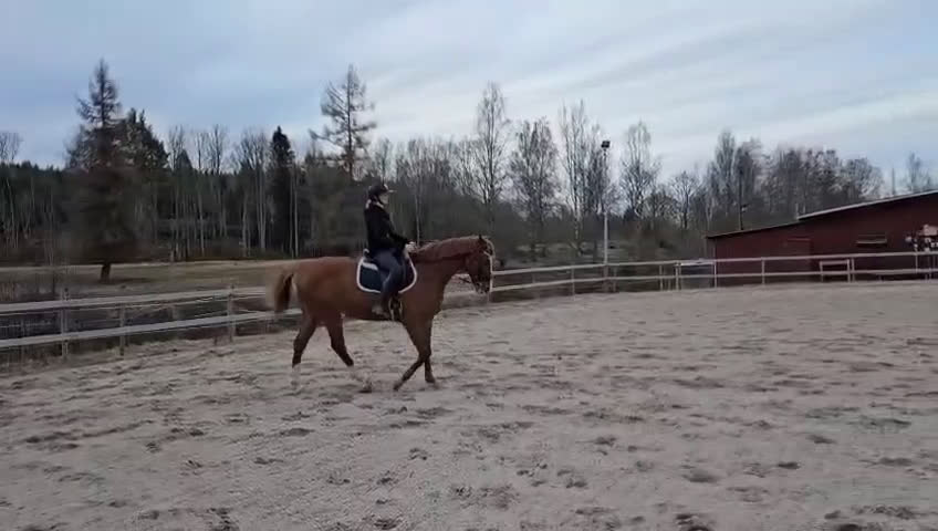 Allround hästar till salu: Killen med hjärtat på rätt ställe! - Video 4