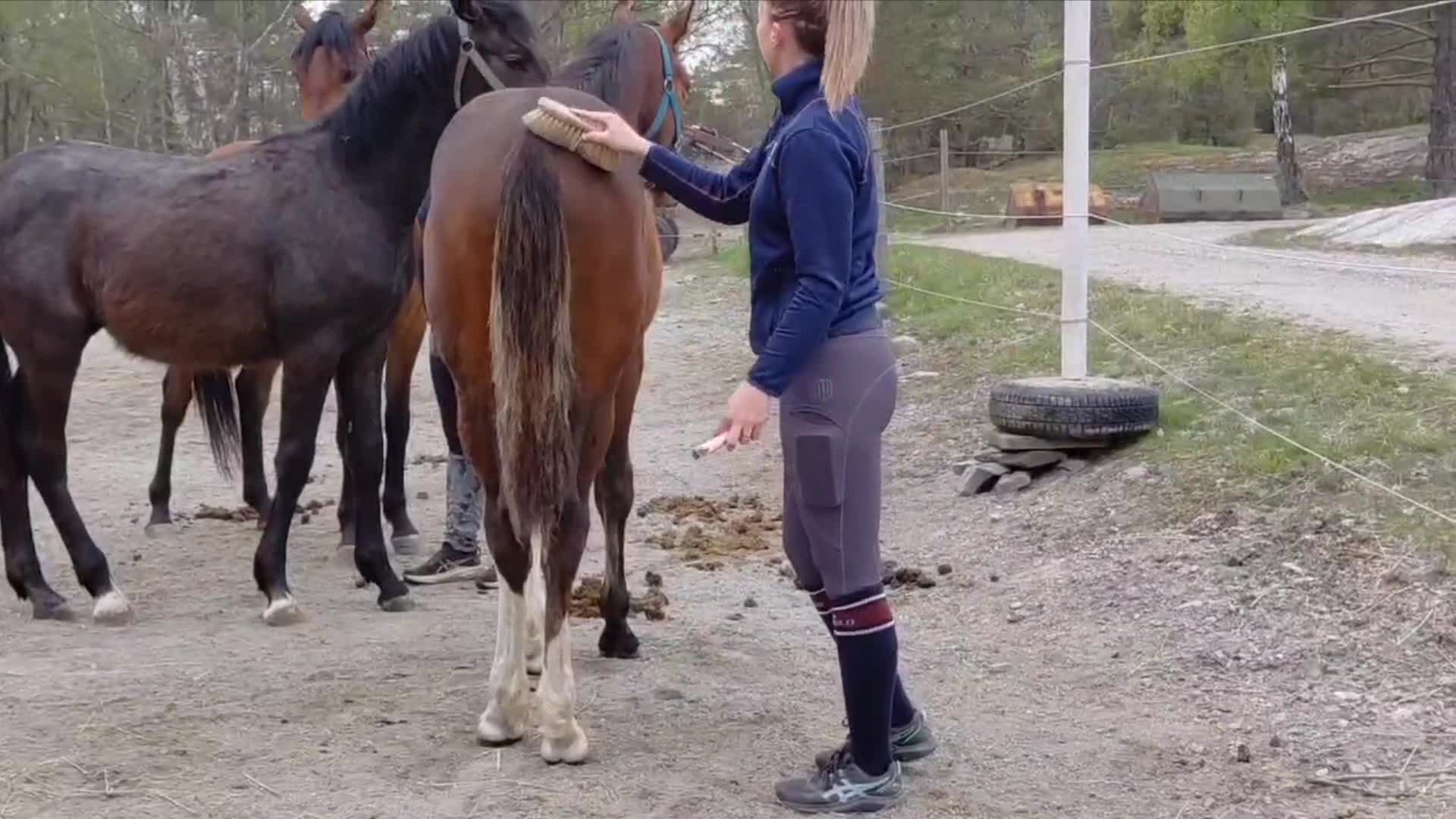 Hoppning hästar till salu: Trevlig SWB 1-åring  i Svanesund - Video 1