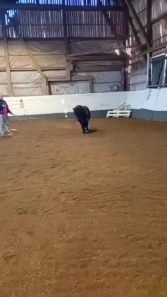  avel finnes: Stenbys Cajsa för avel i Ljungsbro - Video 3