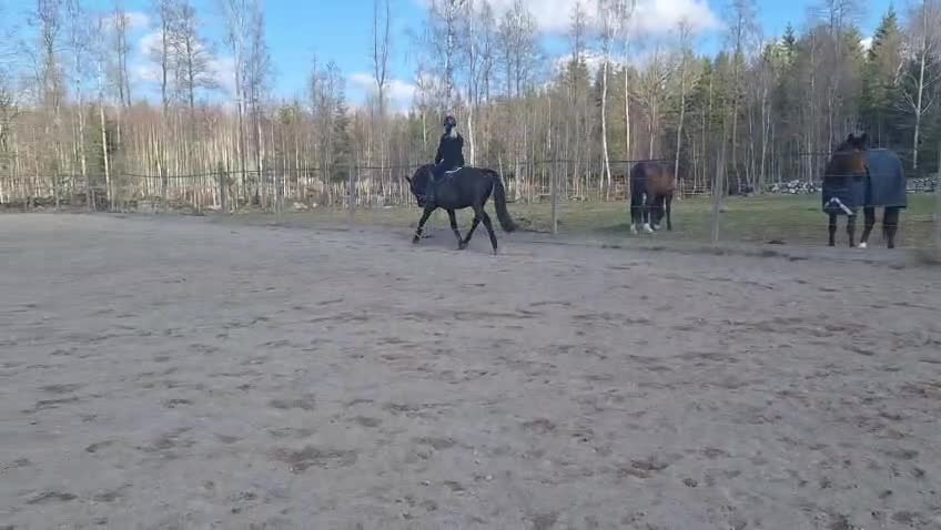 Allround hästar till salu: Häftig valack  i Nybro - Video 1