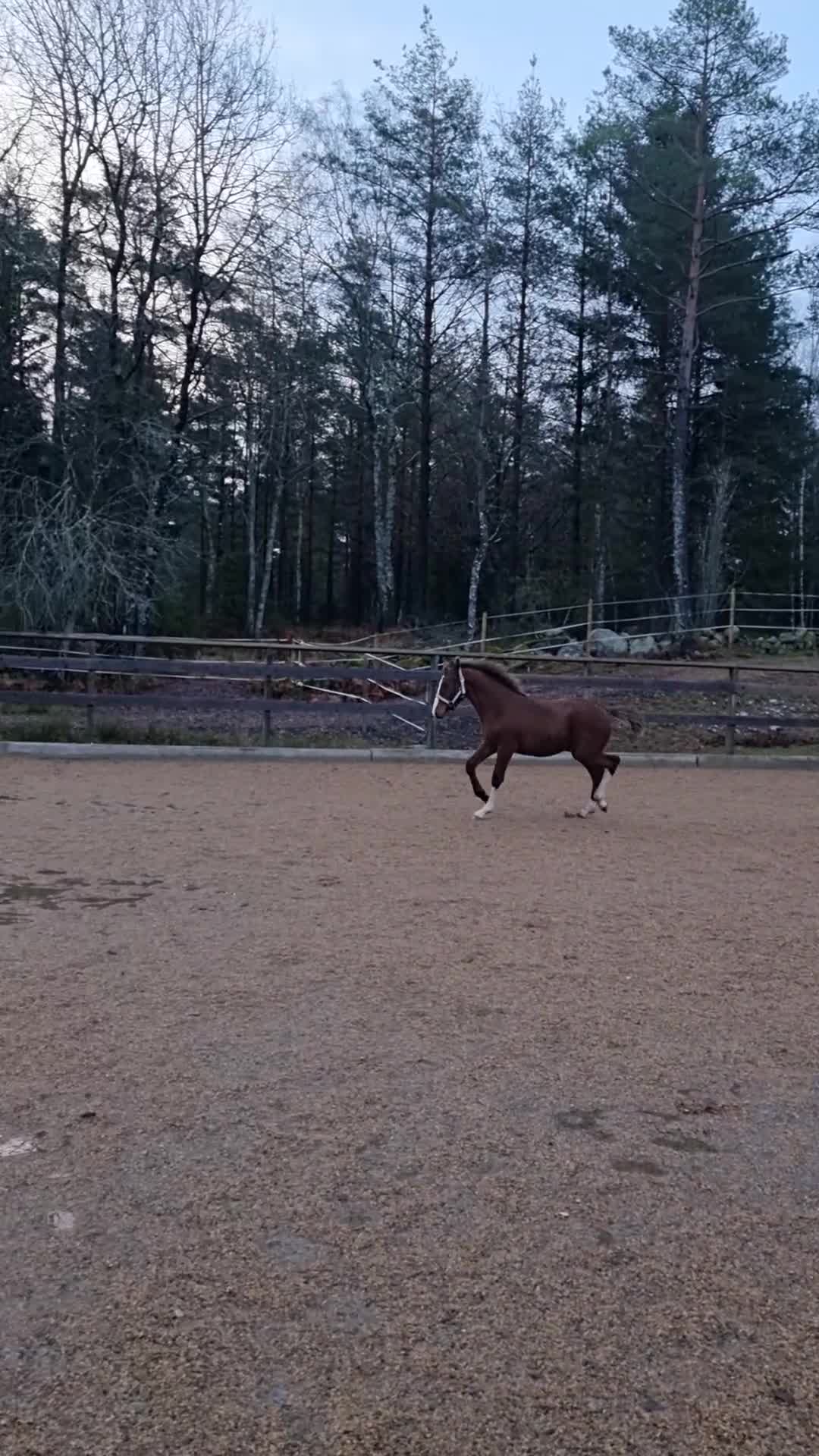 Hoppning hästar till salu: Trevlig SWB 1-åring  i Svanesund - Video 3