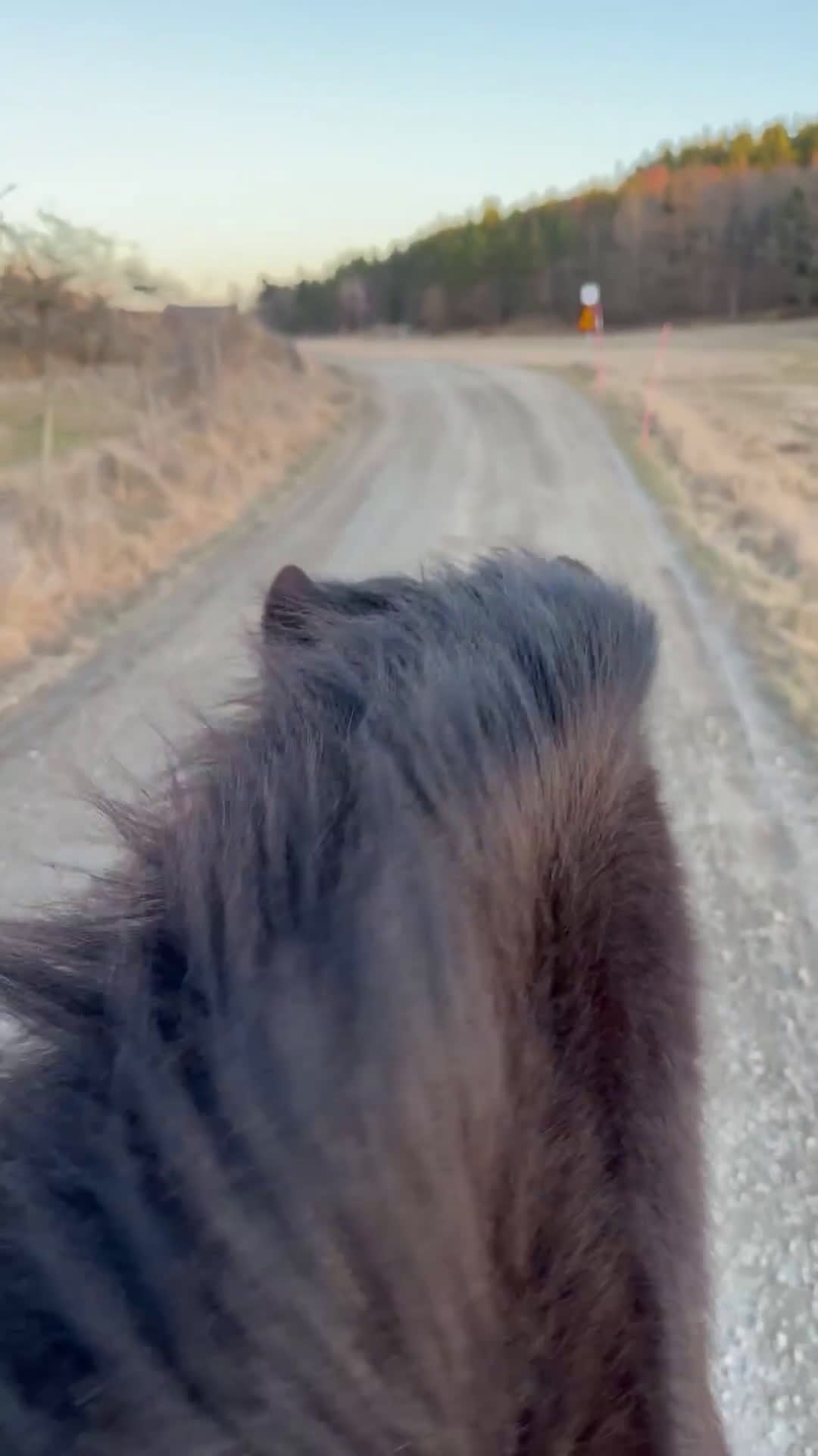  medryttarhäst finnes: Medryttare sökes -minst två dagar/vecka  - Video 1