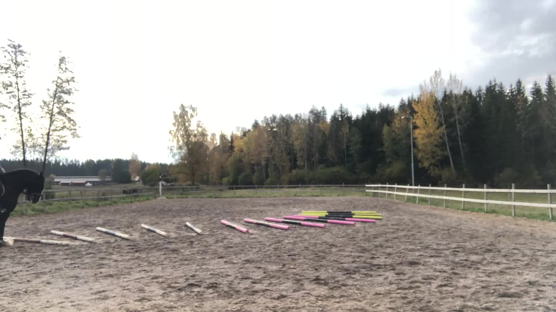 Allround hästar till salu: Tinkervalack i Linköping - Video 4
