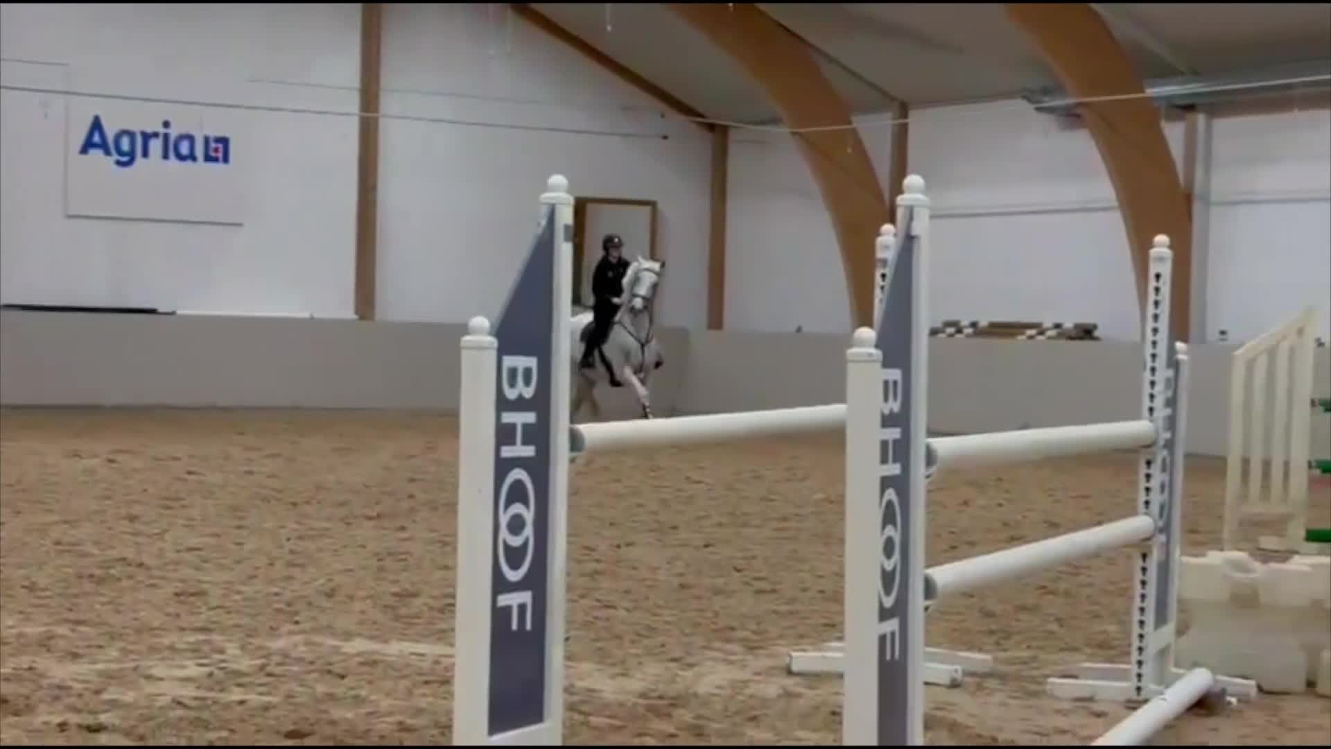 Allround hästar till salu: Trevlig hobby/tävlingshäst - Video 2