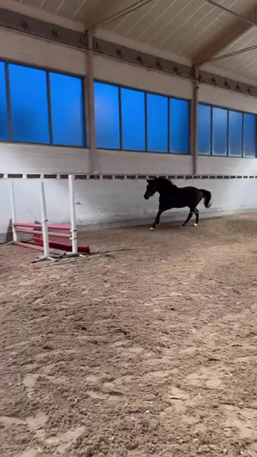 Hoppning hästar till salu: Talangfull unghäst ur prestationsmöderne i Skärholmen - Video 1