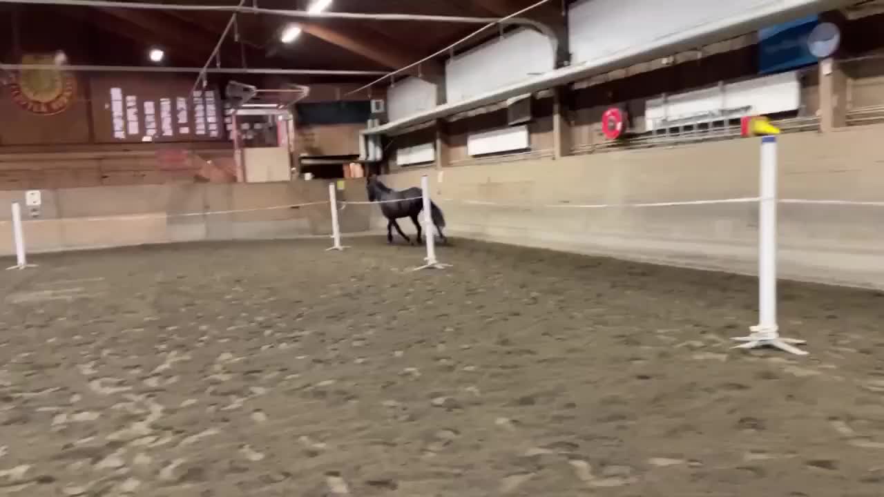 Allround hästar till salu: Sällskaps/Hobbyhäst för den som gillar fart! - Video 3