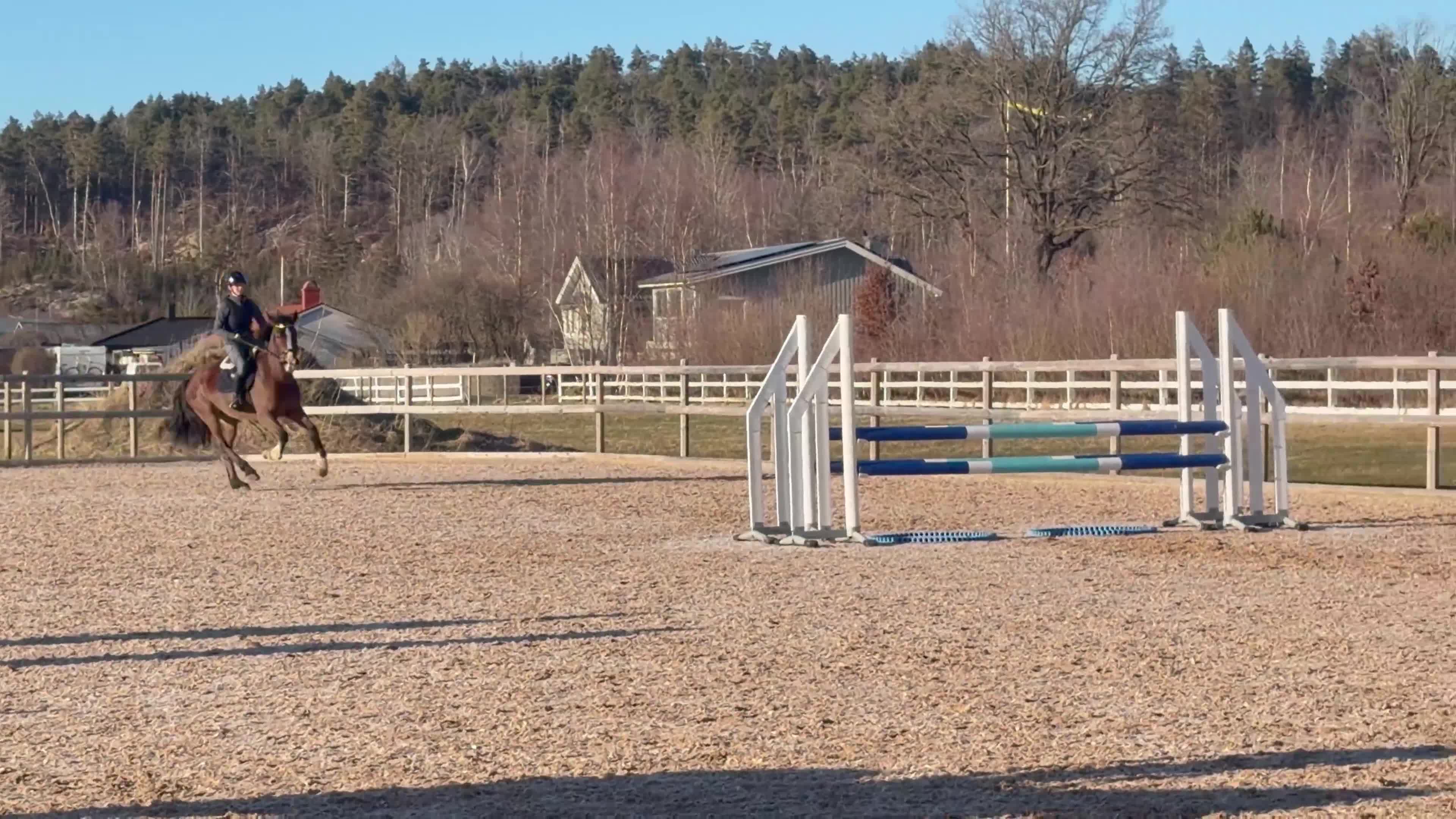 Hoppning hästar till salu: Talangfull kille för alla discipliner  - Video 5
