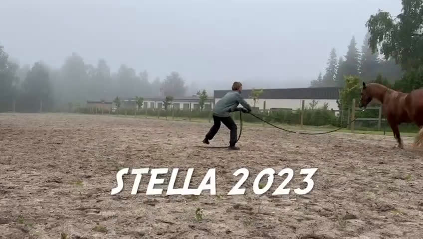 Allround hästar till salu: Trevlig allroundponny - Video 3