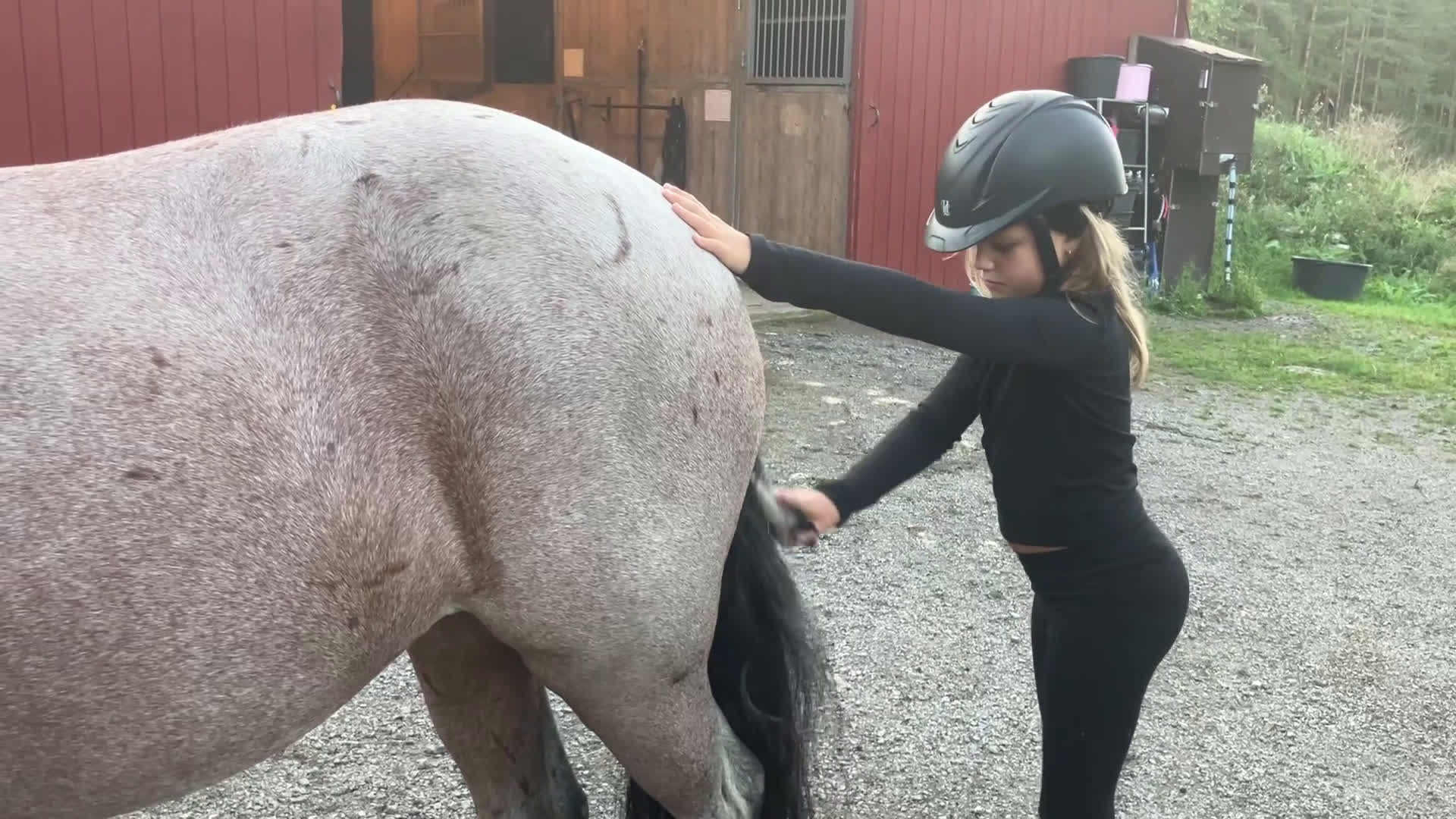 Allround hästar till salu: Trygg bästa vän! i Åkersberga - Video 1