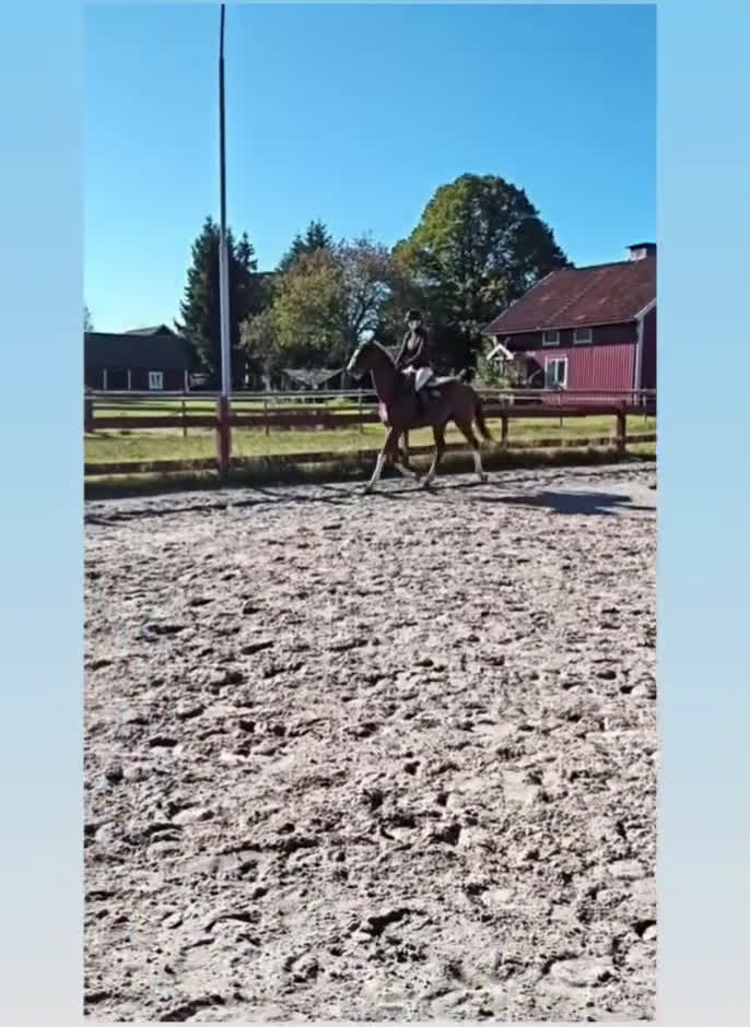 Hoppning hästar till salu: Häftig 4 åring i Gnosjö - Video 1