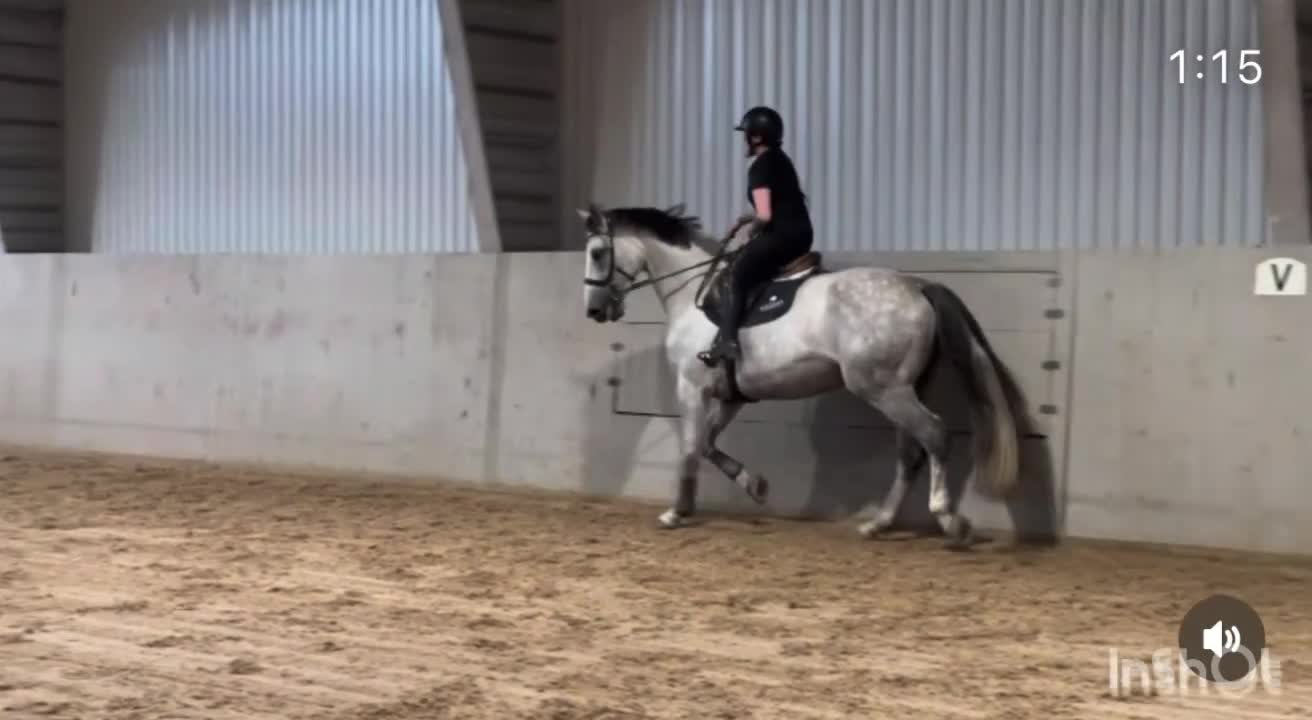 Hoppning hästar till salu: Den där du inte kan missa! - Video 3