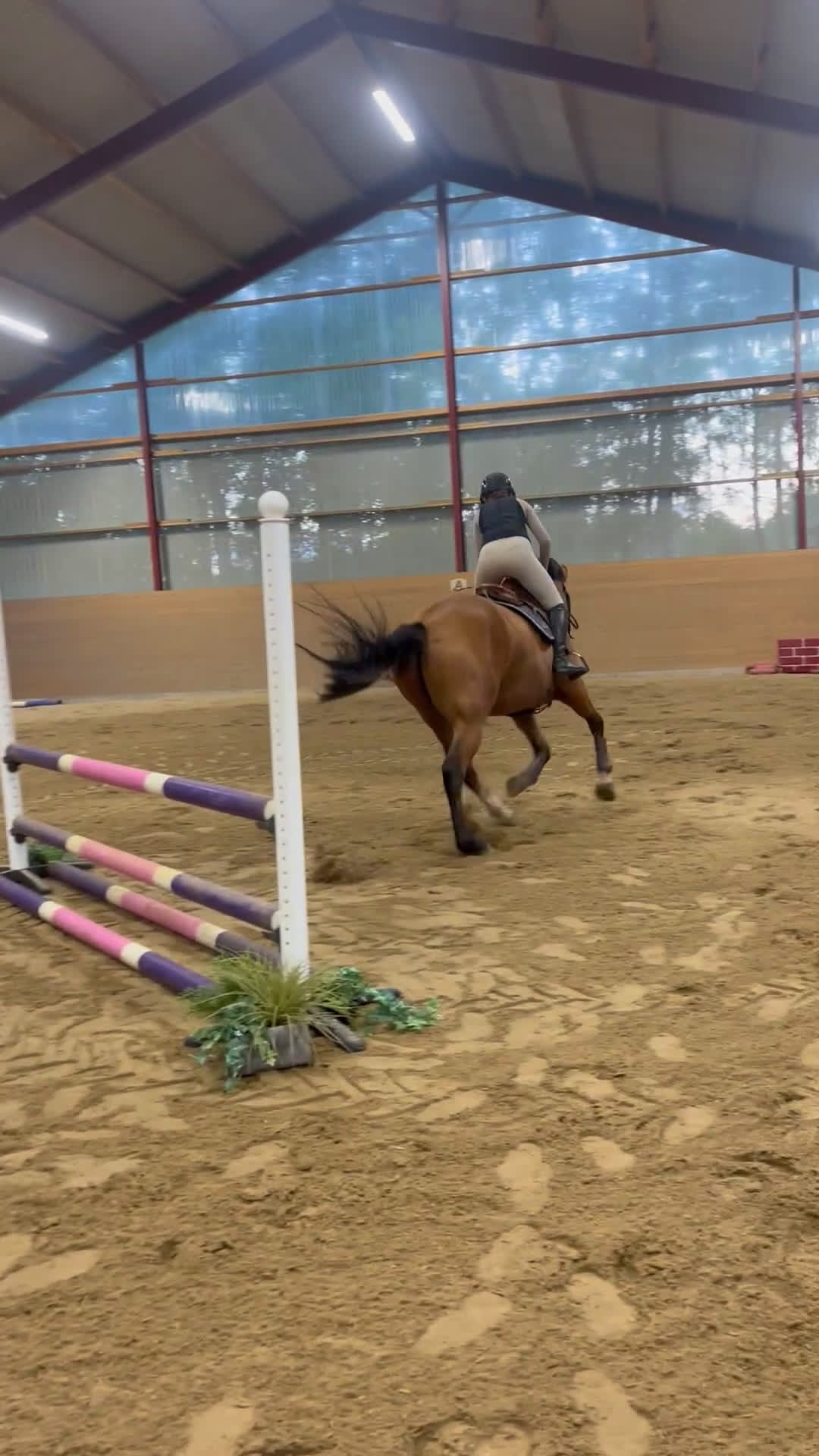 Hoppning hästar till salu: Charmig 4 åring med topp blod!  i Vessigebro - Video 1