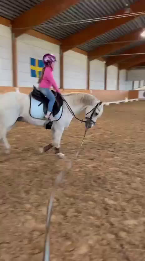 Dressyr hästar till salu: Drömponny för den lilla ryttaren i Norrköping - Video 2