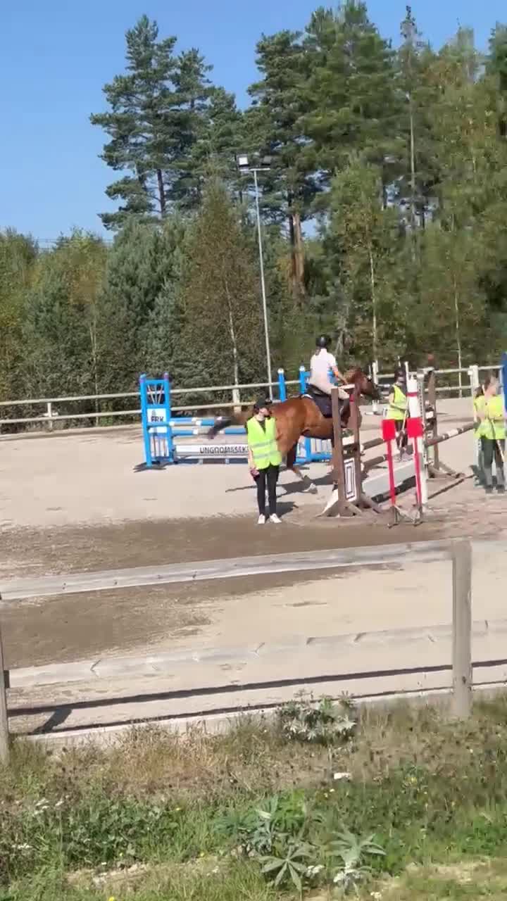 Allround hästar till salu: Okomplicerad valack - Video 3