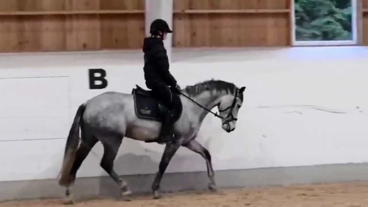 Hoppning hästar till salu: Känslig kille med mkt scoope - Video 1