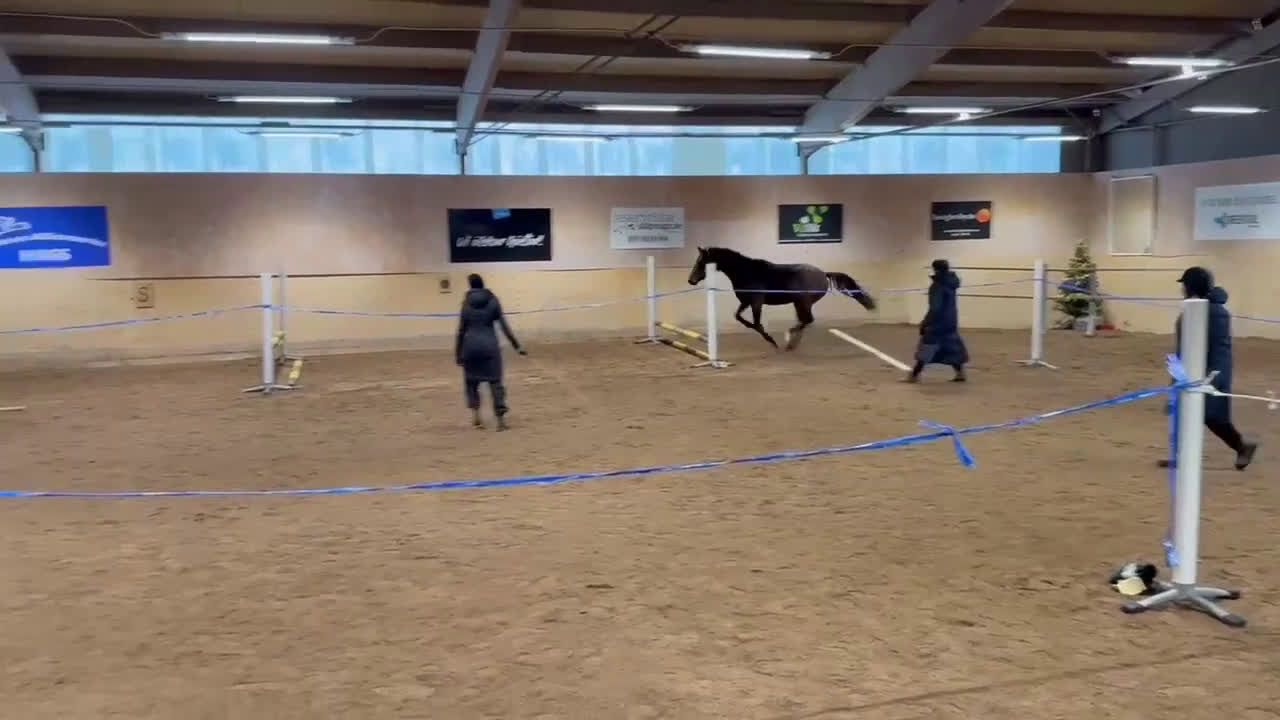 Dressyr hästar till salu: Lovande 3-årig SWB valack - Video 2