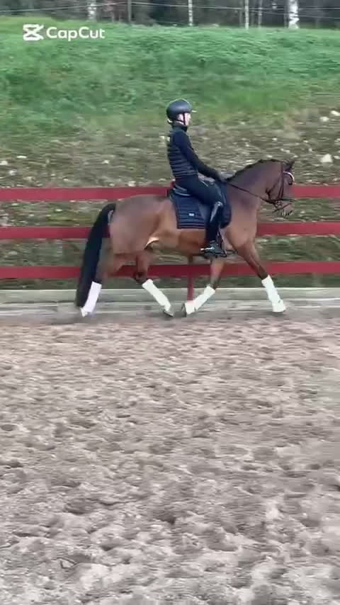 Dressyr hästar till salu: Topp dressyrponny till salu i Torsby - Video 1