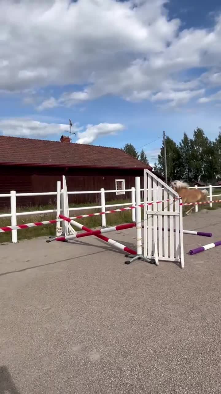 Allround hästar till salu: Härlig Haflinger 7 år⭐️ i Mora - Video 1