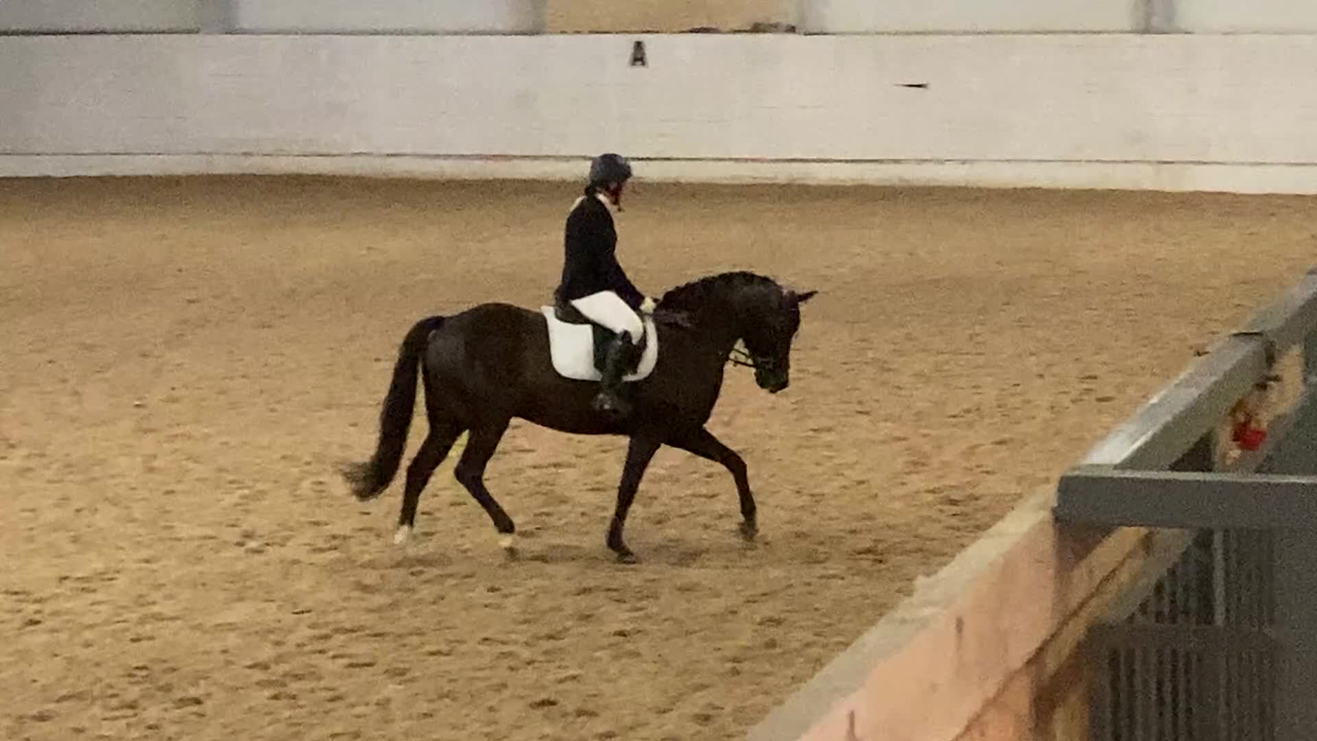 Allround hästar till salu: Charmig New Forest valack - Video 5