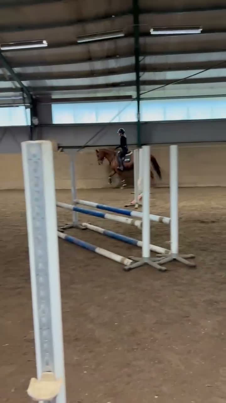 Allround hästar till salu: Till Salu - Trevlig 5-årigt SWB-sto e. Zafferano - Video 5