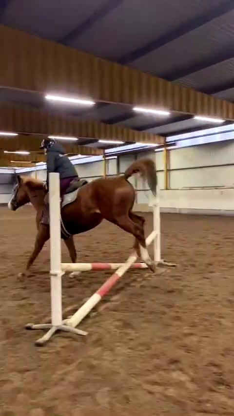 Hoppning hästar till salu: Trevligt inridet hoppsto. i Knäred - Video 2