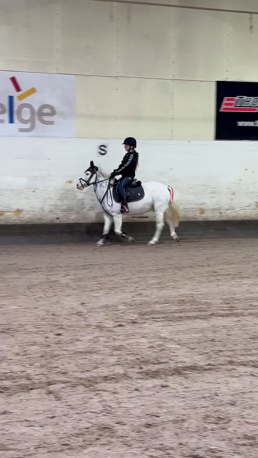 Allround hästar till salu: Häftig allroundponny, även inkörd! - Video 3