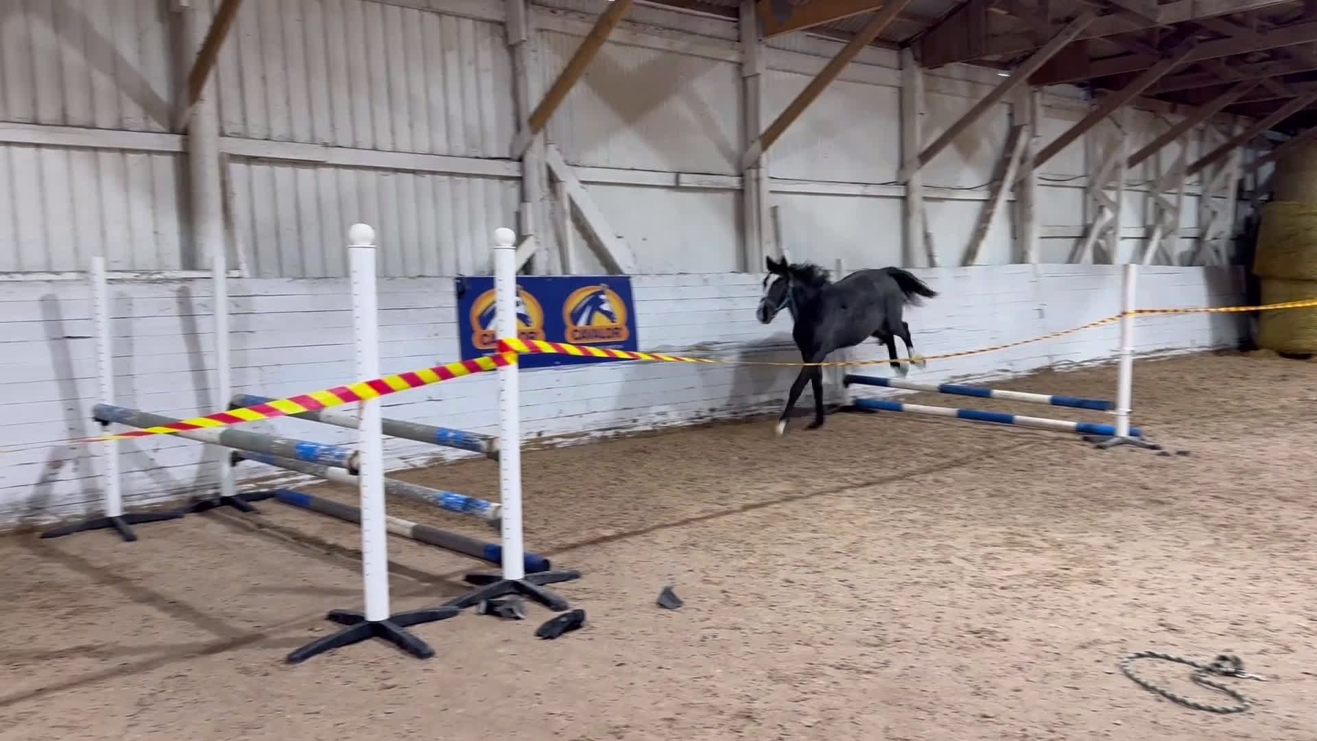 Hoppning hästar till salu: 2åring e: Newton VDL - Video 1