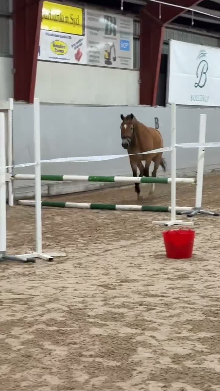 Allround hästar till salu: Allround ponny för framtiden! - Video 1