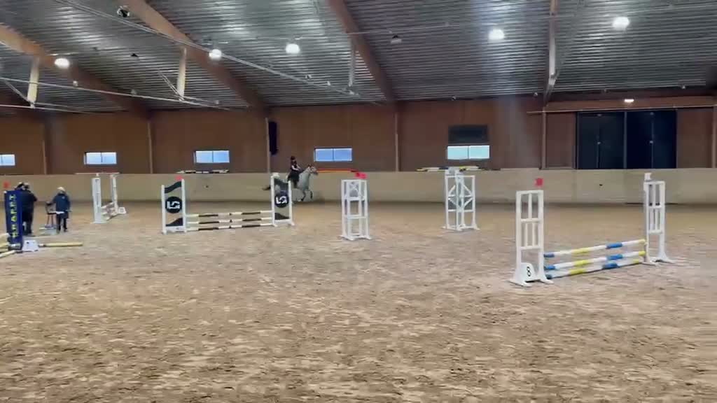 Hoppning hästar till salu: Stjärna för framtiden - Video 2