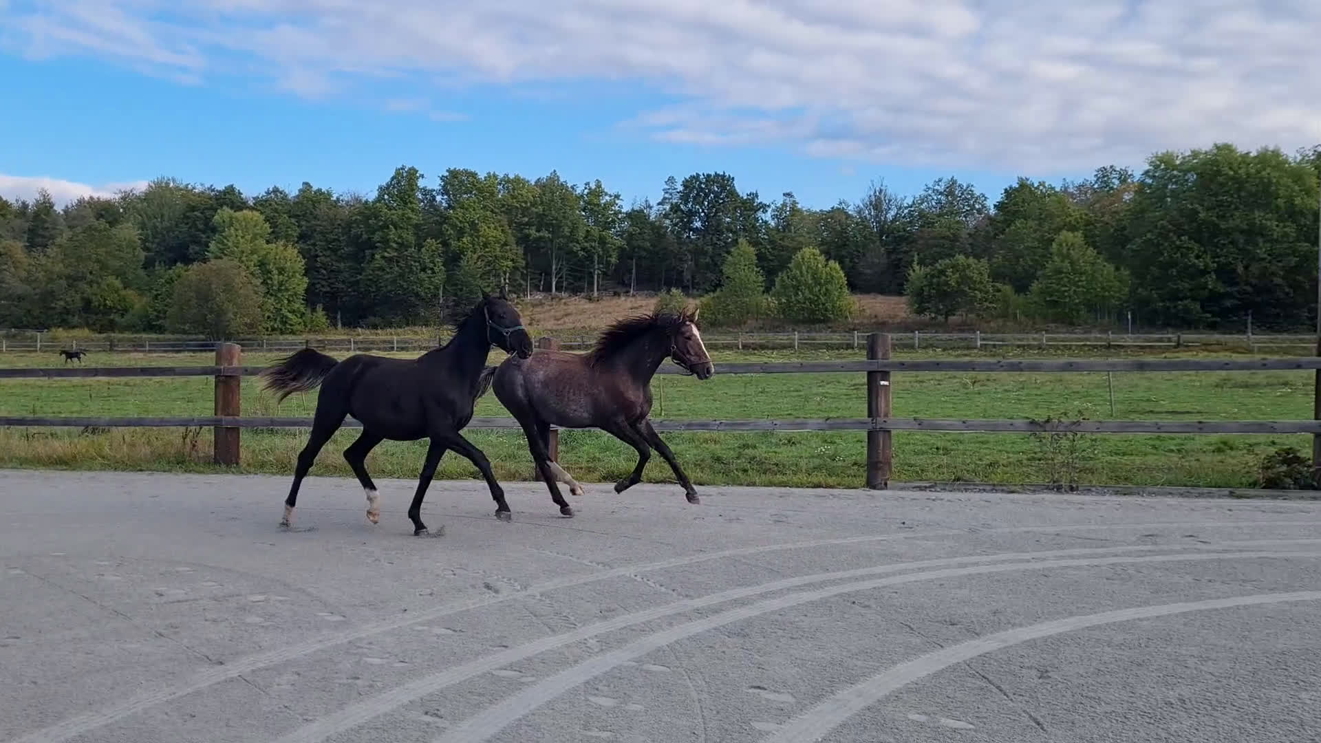 Dressyr hästar till salu: Blivande stjärna - Video 1