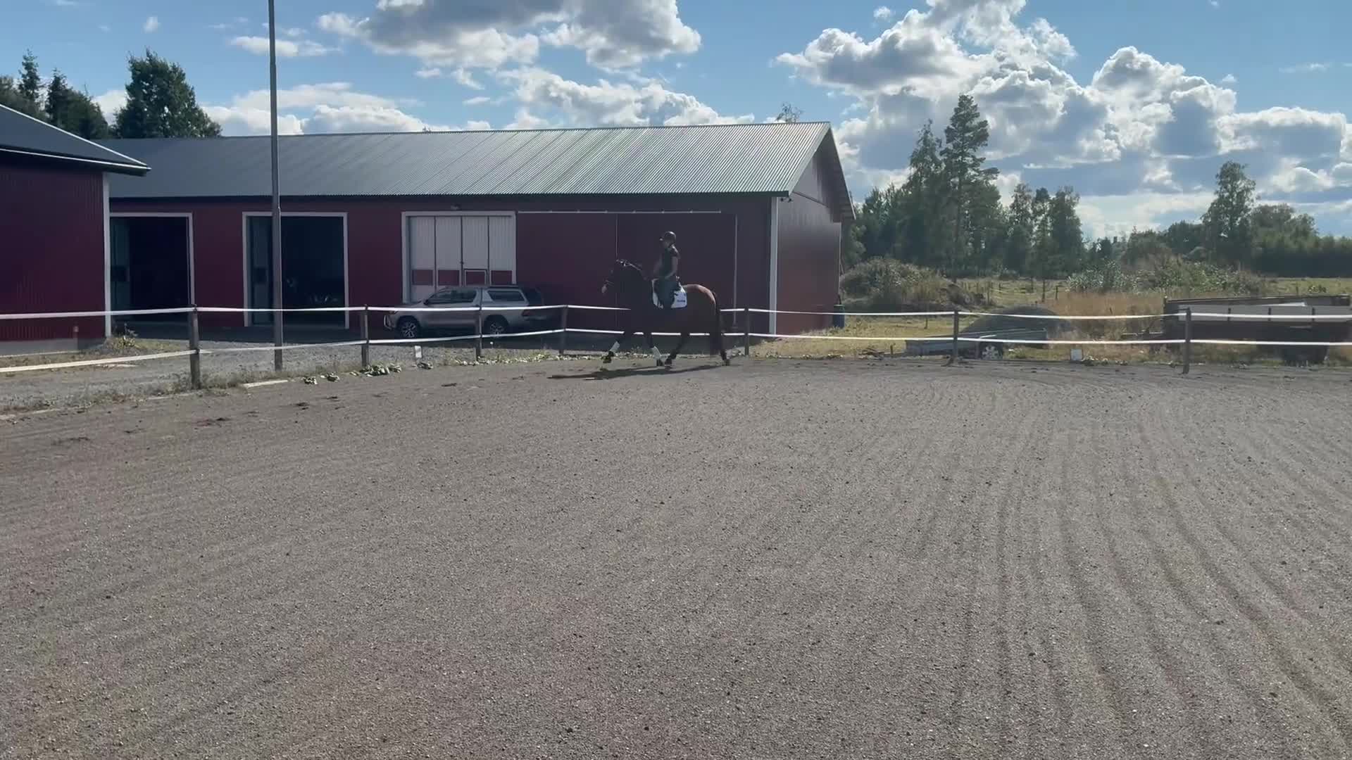 Dressyr hästar till salu: Lovande dressyrhäst - Video 1