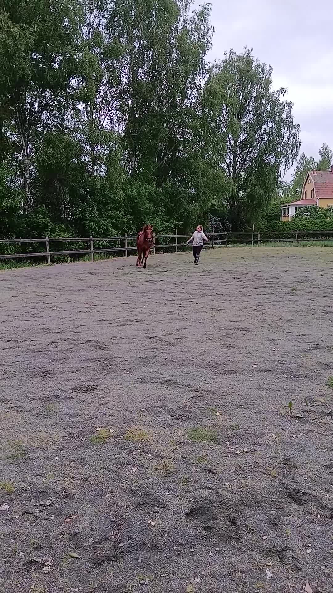 Allround hästar till salu: Trevlig 5 årigt SWB-sto - Video 3