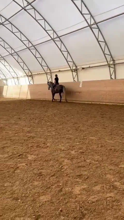 Dressyr hästar till salu: Fantastisk 7-årig PRE-valack till salu ✨  i Bergshamra - Video 4