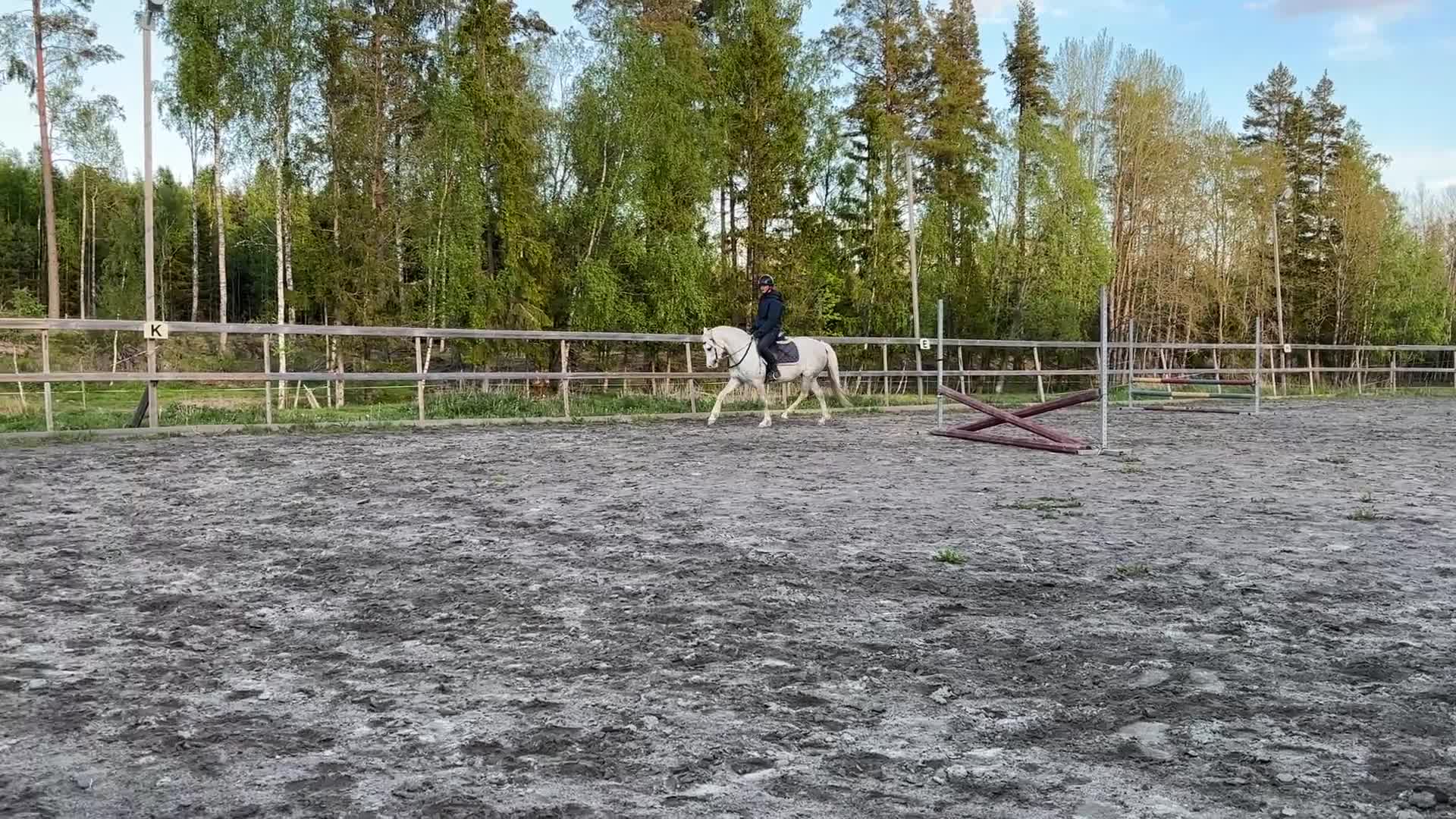 Allround hästar till salu: Fint Welshsto med utstrålning - Video 1
